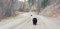 Bear1.jpg