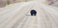 Bear2.jpg