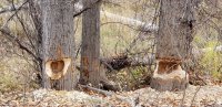 Beaver.jpg