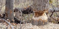 Beaver1.jpg