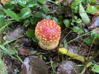 7E19C30B-A720-4B4D-AE2C-8CB4E4251B17.jpeg