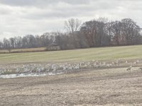 344FB005-8CCD-4103-B9B0-8C55DF96E43F.jpeg