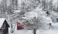 tree.jpg