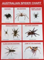 Australian_Spider__Chart~2.jpg