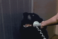 dogs-z (1).gif