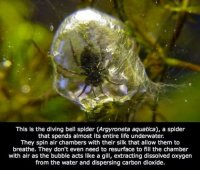 Underwater_Spider.jpg