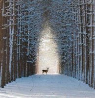 Deer in Frozen Woods.jpg