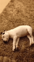 1467989983-puppy-gif.gif