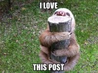 062ea0b60168eb35de373f55e1da1052--shot-by-shot-spirit-animal.jpg