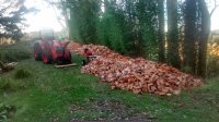 salignaFirewood.jpg