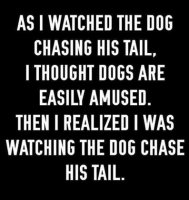 dog chasing his tail.jpg