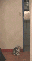 1246354016_Cat_catches_bat.gif
