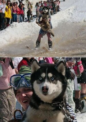 Water_Skiing_Dog~2.jpg