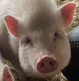 oink (2).jpg