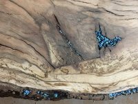 WOOD.jpeg