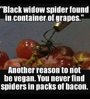 black widow spidern.jpg