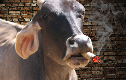 chl-narco-cow.png