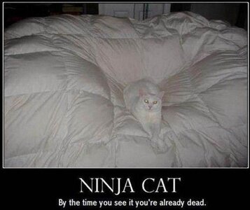 Ninja_Cat495~2.jpg