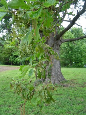 huge oak in field2.JPG