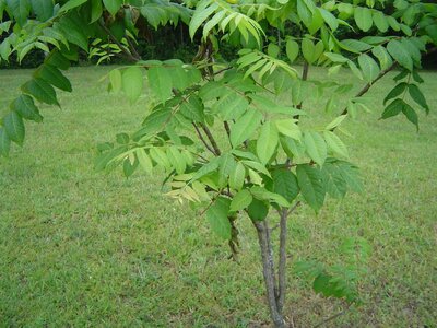 walnut chlorosis.JPG