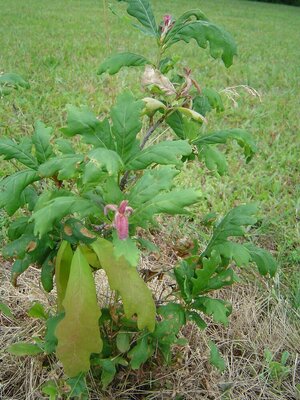 white oak center of hill.JPG