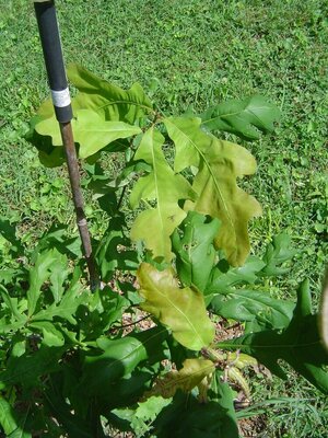 white oak mutant leaves 2.JPG