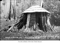 Cedar stump Post Office.jpg