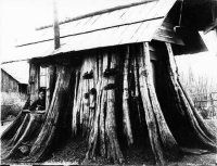 Cedar stump house 1901.jpg