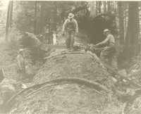 Big Douglas Fir.jpg