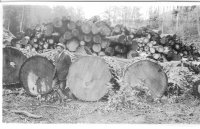 elm logs_1911 mich..jpg