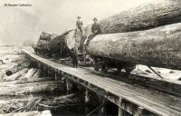 Load of Logs242.jpg