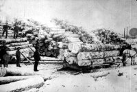 Load of Logs259.jpg