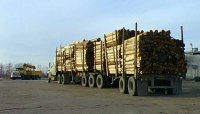 Load of Logs279.jpg