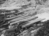 Load of Logs287.jpg