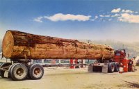 Log Truck4.jpg