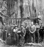 Loggers Cedar Tree.gif