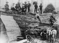 Peeler crew Redwood Bark.jpg