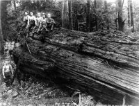 Logging Bucking4.jpg