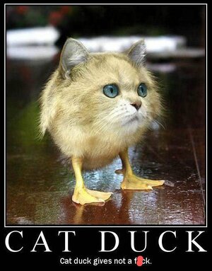 Cat_Duck_Gives_Not~2.jpg