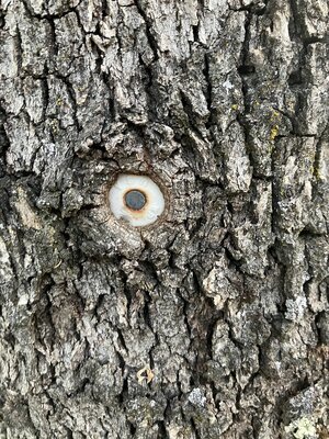 IMG_3782.jpeg