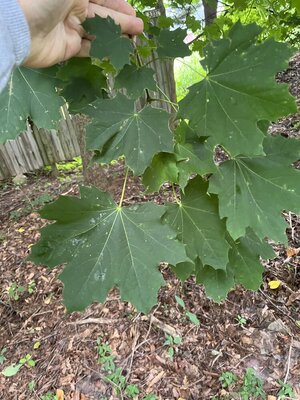 IMG_5526.jpeg