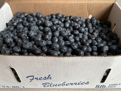 Indiana Blueberries.jpg
