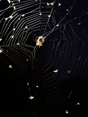 IMG_8870.jpeg