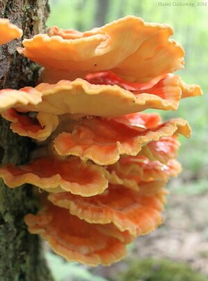 ChickenofthewoodsN5.jpg ChickenofthewoodsN5.jpg