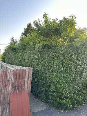 IMG_6331.jpeg
