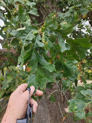 Oak leaves 2.jpg