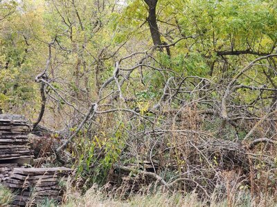 Monster oak limb.jpg