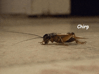 1698713208858.gif