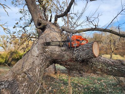 5 Nov oak with 550.jpg
