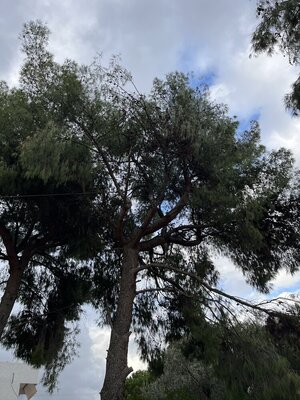 IMG_3823.jpeg